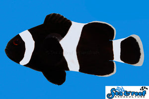 Darwin Ocellaris Clownfish