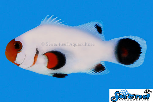 Wyoming White Clownfish